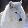 Аватарка - Arctic Wolf