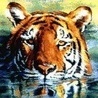 Аватарка - Tiger