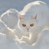 Аватарка - Белая кошка