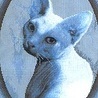 Аватарка - White Cat
