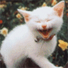 Аватарка - Веселый кот