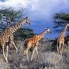 Жирафы на прогулке