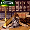 Аватарка - Библиотечная кошка