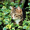 Аватарка - Кот в кустах