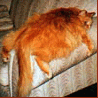 Аватарка - Толстый рыжий кот