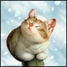 Аватарка - Кошка под снегом