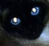 Кошачьи глаза