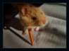 Мышка и карандаш