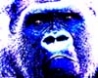 Аватарка - Синяя обезьяна