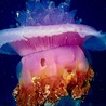 Большущая медуза