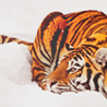 Тигр лежит на снегу