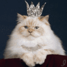 Кошка с короной
