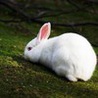 Аватарка - Кролик (Кролик)