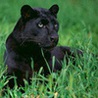 Аватарка - Черная пантера (Черная пантера)
