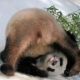 Аватарка - Панда (panda)
