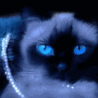 Аватарка - Голубоглазый кот