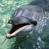 Аватарка - Дельфин