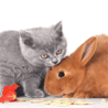 Котенок и кролик