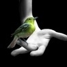 Зеленая птичка