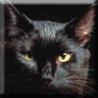 Аватарка - Черный Кот