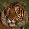 Аватарка - Тигр