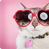 Аватарка - Кошка в очках