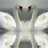 Аватарка - Лебеди