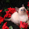 Аватарка - Кошка в цветах