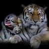 Аватарка - Тигры
