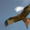 Аватарка - Летящая птица