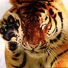 Аватарка - Тигр