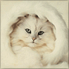 Аватарка - Белая кошка