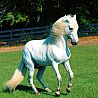 Аватарка - Белая лошадка