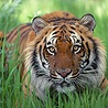 Тигра добрые глаза