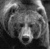 Аватарка - Свирепый медведь