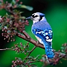 Синяя пташка