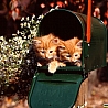 Котята в почтовом ящике