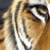 Аватарка - Тигриный глаз