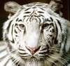 Аватарка - Белый тигр