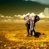 Слон в поле