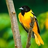 Желтая птичка