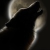 Аватарка - Волчица