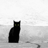 Аватарка - Черная кошка