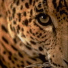 Глаз леопарда