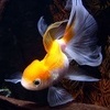 Аватарка - Золотая рыбка