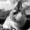 Аватарка - Кролик