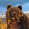 Аватарка - Медведь