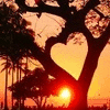 Heart in tree