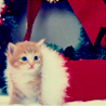 Аватарка - Christmas Kitten