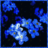 Аватарка - Синие цветы